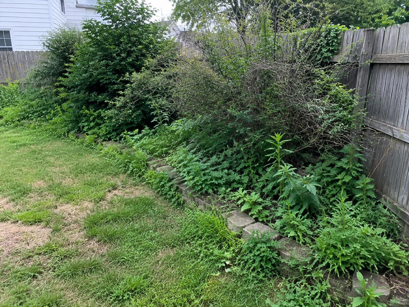 Overgrown weedy garden bed along a wooden fence in a Bergen County yard